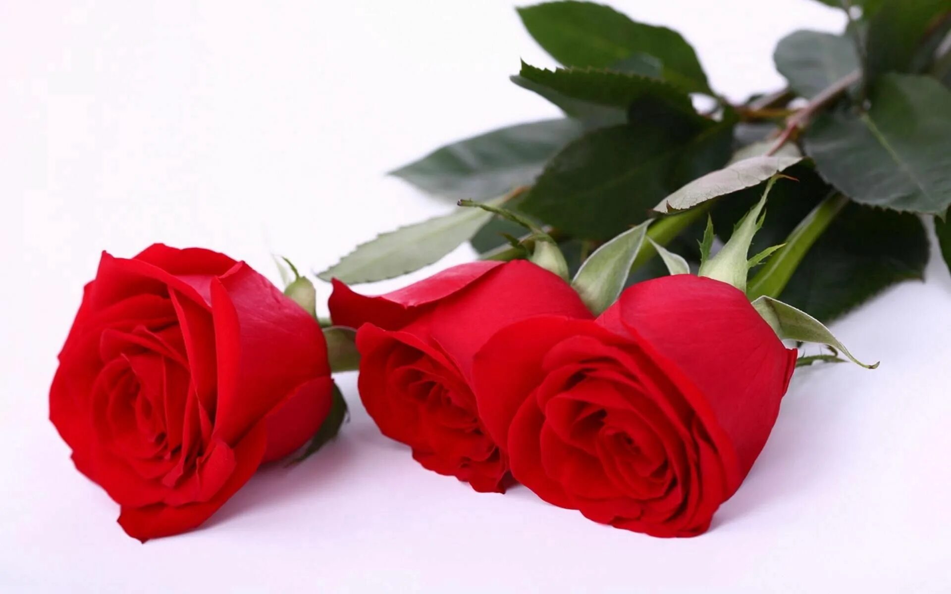 Розы 3 цветка. Красивые розы. Красные розы.