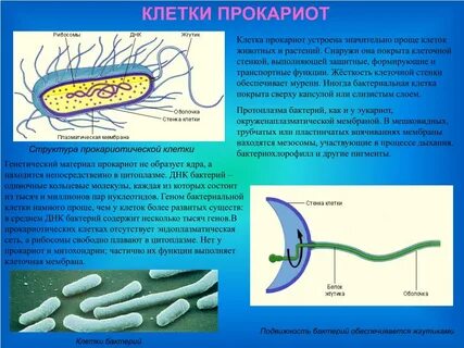 Прокариотическая клетка клеточная стенка состав
