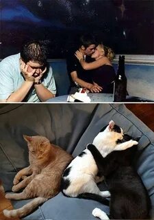 Два кота и человек