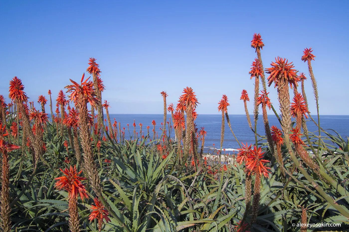 алоэ вера цветение. алоэ столетник цветение. когда цветет алоэ. цветущее алоэ вера. когда цветет алоэ.