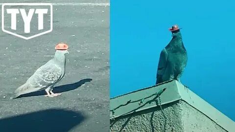 Одетый голубь