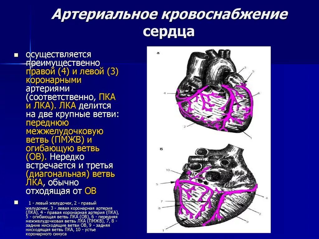 Коронарные артерии сердца что кровоснабжают. Кровоснабжение миокарда левого желудочка осуществляется:. Артериальные сосуды кровоснабжающие миокард:. Топография венечных артерий сердца.