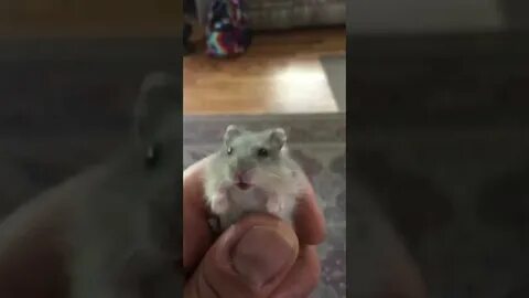 Кричащий хомяк