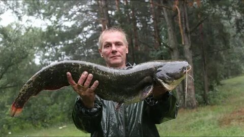 Год сома видео