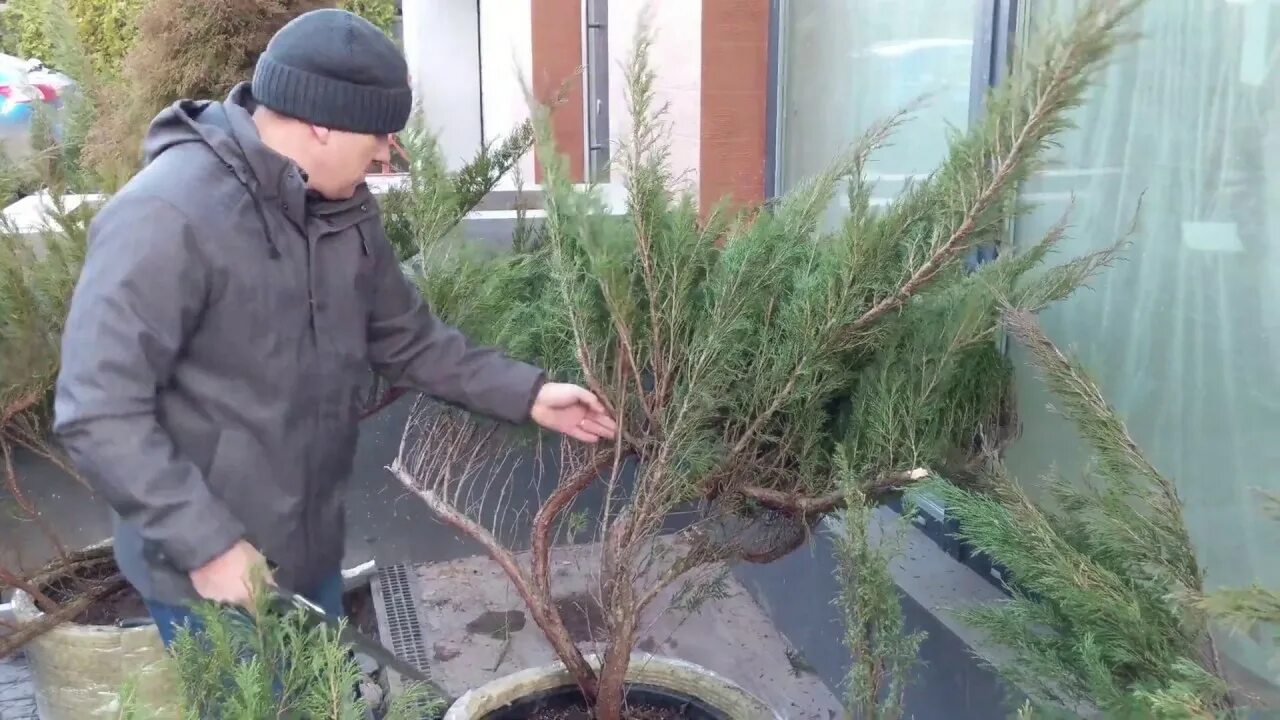 Можно ли обрезать можжевельник. Можжевельник казацкий ниваки. Можжевельник казацкий кронирование. Формировка можжевельника казацкого. Стрижка можжевельника казацкого ниваки.