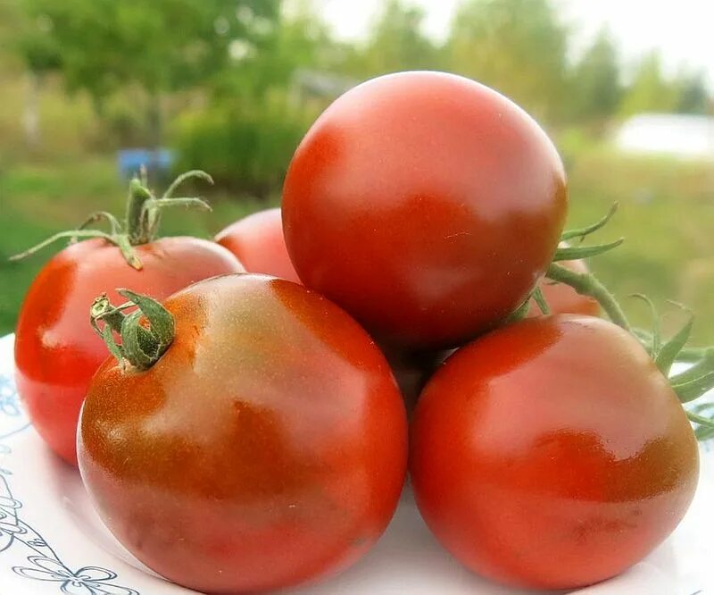 Семена томат виагра. Семена томат виагра. Сорт томатов виагра. Томат виагра. Гавриш томат виагра шоколадный.