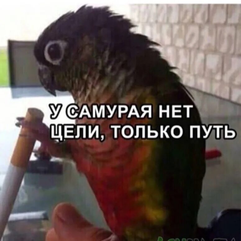 Нет цели только путь. У самурая нет цели есть только путь. винни пух у самурая нет цели. у самурая нет цели только путь мем.