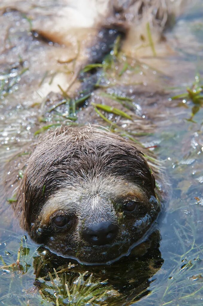 Мокрый ленивец. Bradypus variegatus. ленивец плавает. водный ленивец.