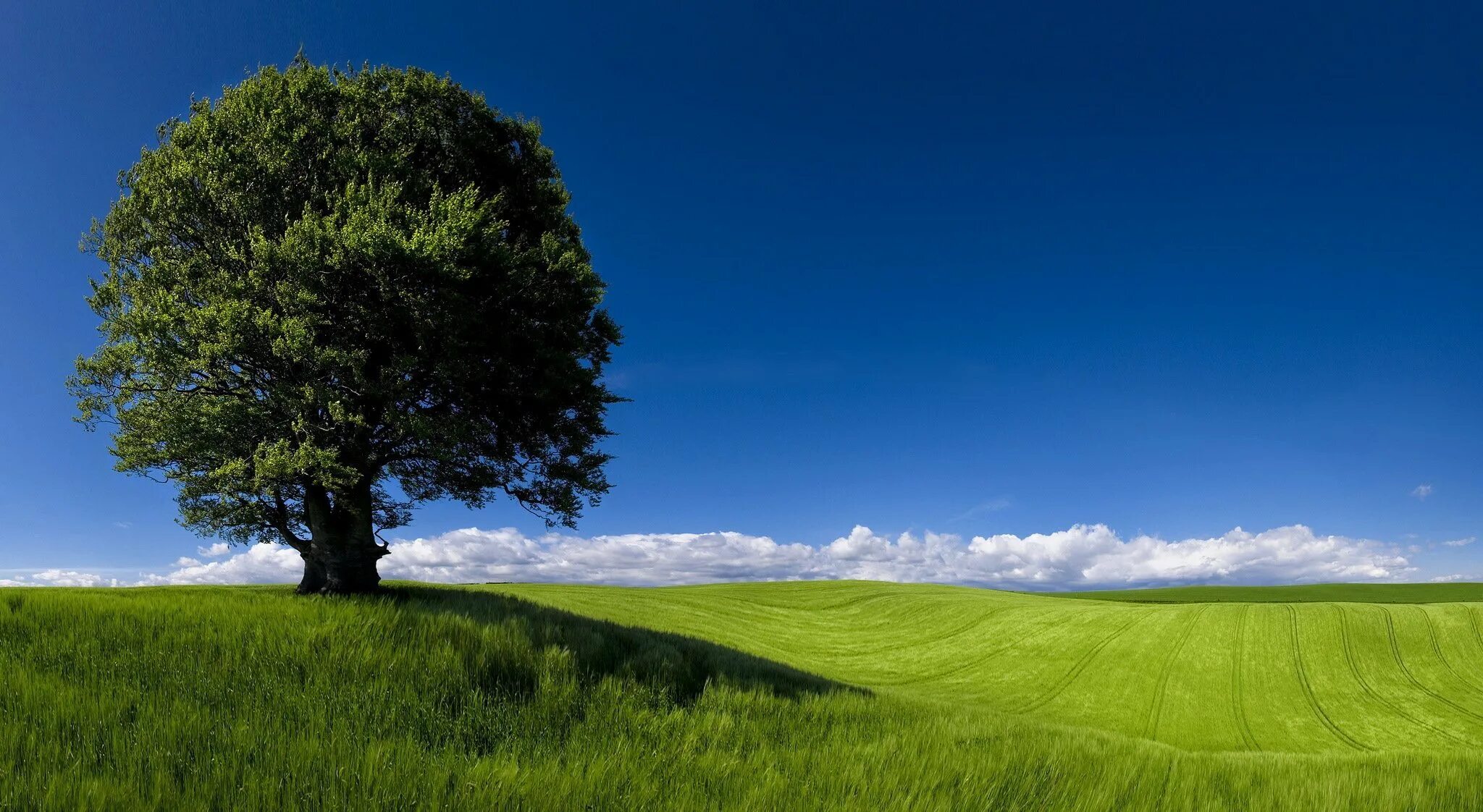 Красивое дерево. Одинокое дерево в поле. Одинокое дерево. Красивое зеленое дерево.