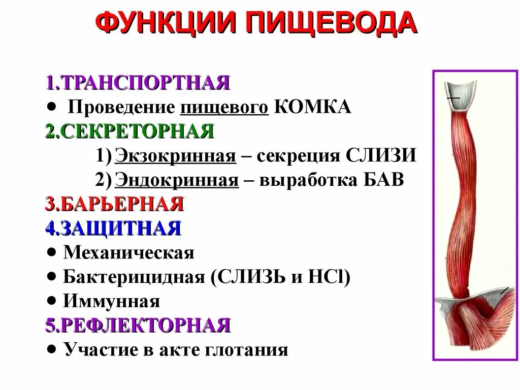 Роль пищевода. Особенности строения пищевода и его функции. Физиологические строение пищевода. Пищевод функции в пищеварении. Функции пищевода в пищеварительной системе.