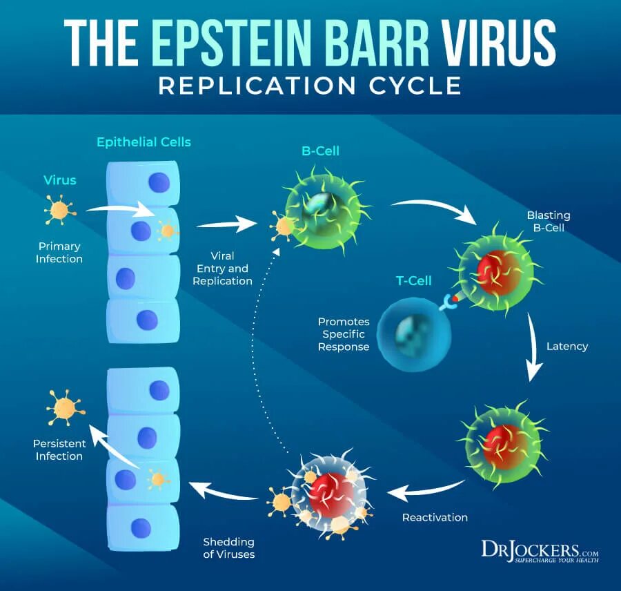 Строение вируса Эпштейна-Барр. Вирус Эпштейна-Барр картинки. Epstein barr virus капсидный