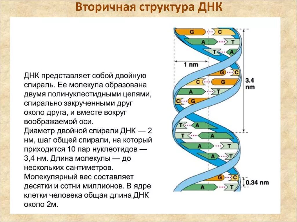 Одно из составляющих днк. Строение вторичной структуры ДНК. Вторичная структура ДНК. Вторичная структура молекулы ДНК. Структура молекулы ДНК первичная вторичная третичная.