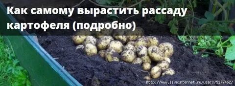 Можно ли сажать огурцы на красную горку