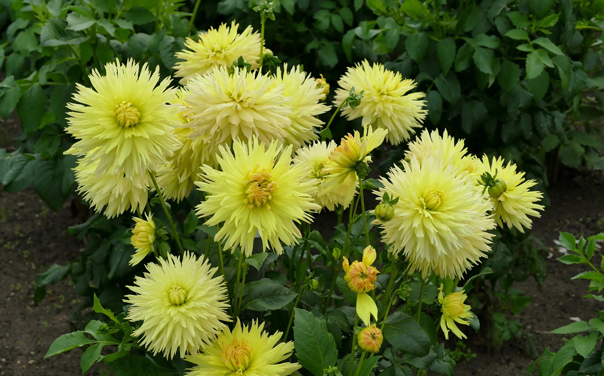Саженцы георгин Агродекор Yellow AGRO1511 10 шт. - купить в Москве, цены в интер