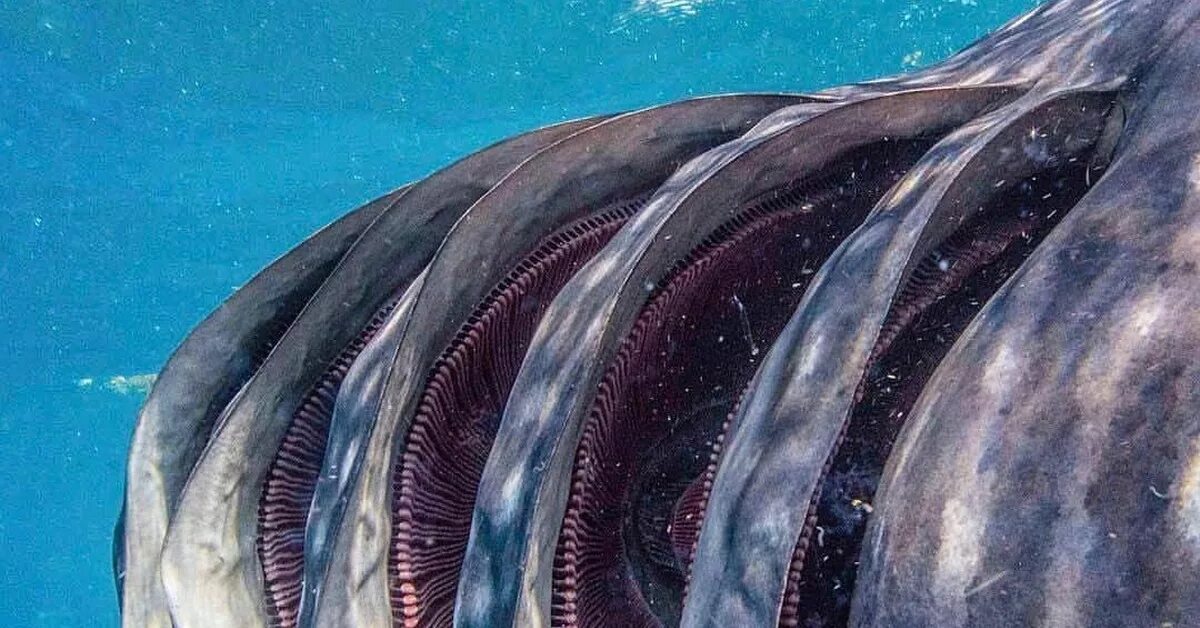 Редукция китов. Жабры китовой акулы. дыхание акулы. органы дыхания акулы.