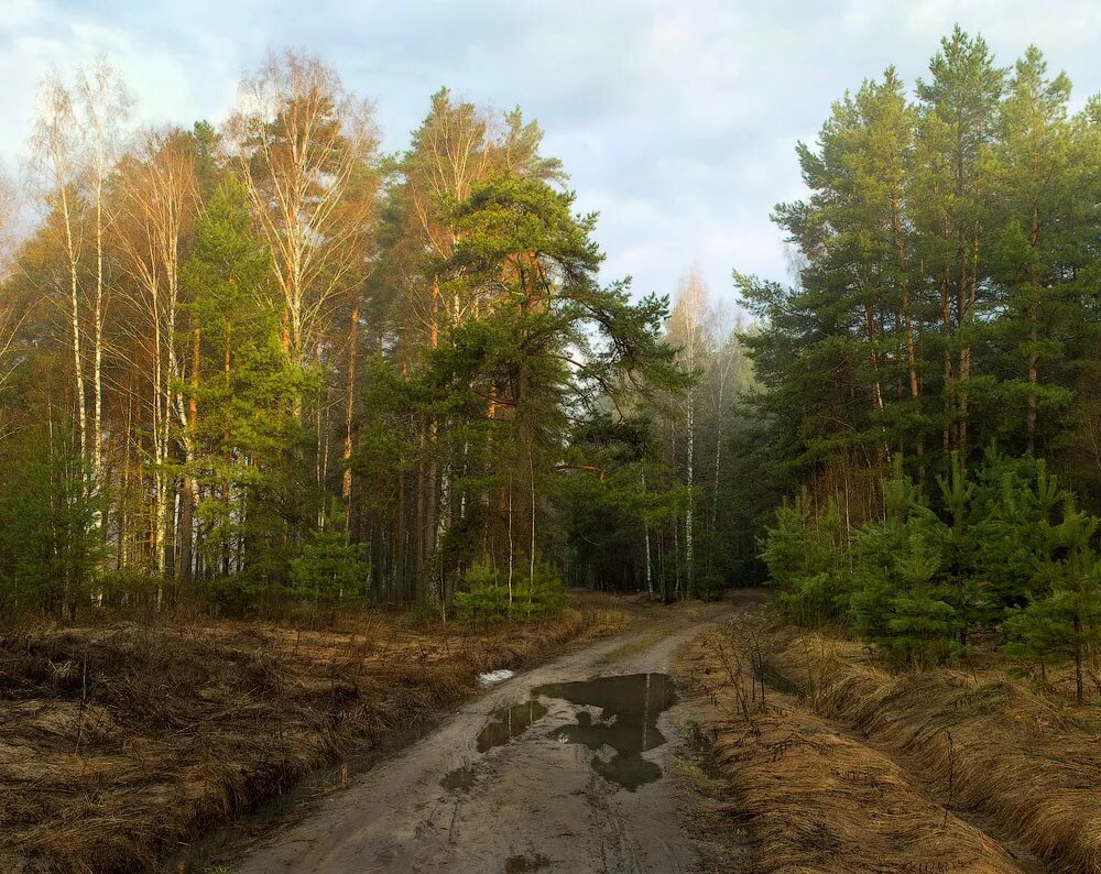 Дождь заливал лес на опушке. Опушка леса. Лесная дорога в апреле. Весенняя дорога в лесу.