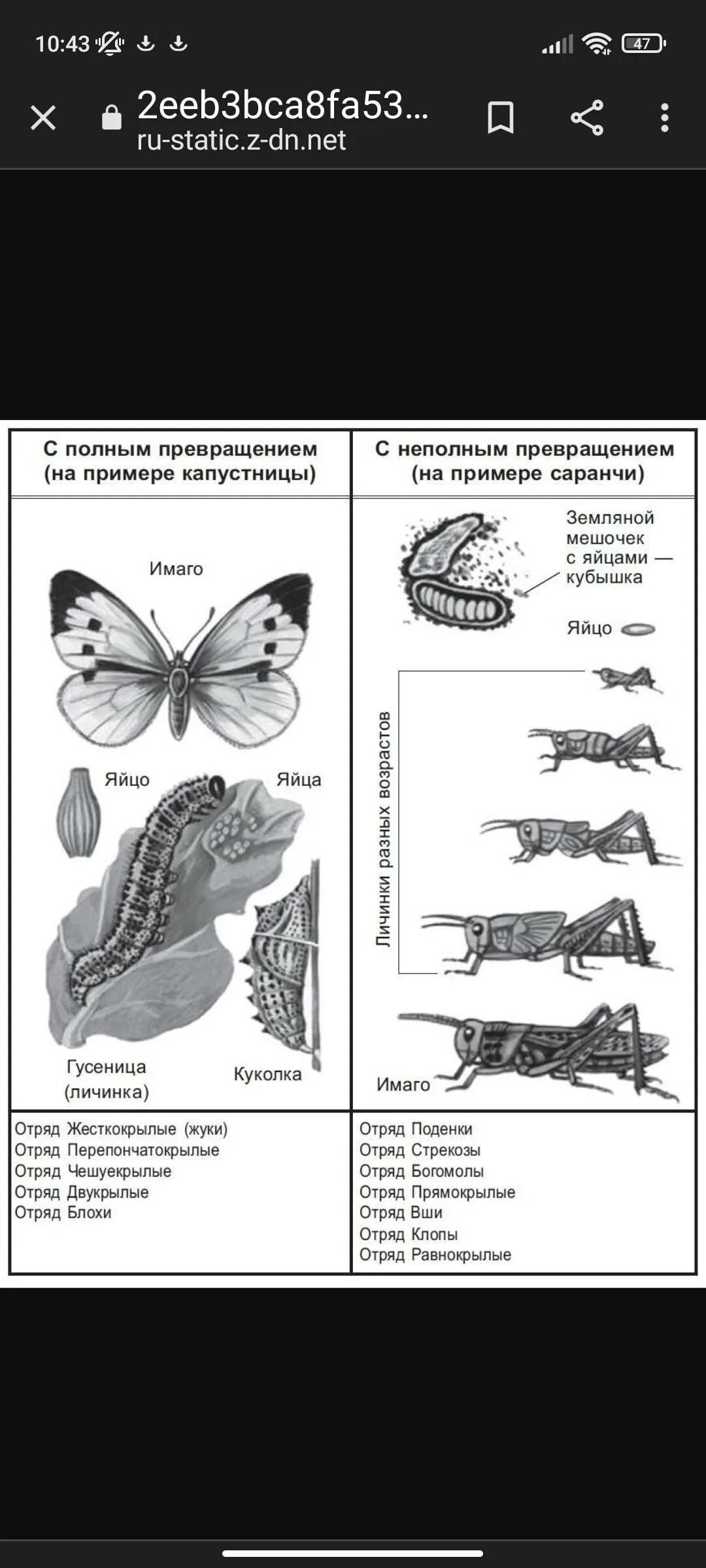 Насекомые с полным и неполным превращением примеры. Развитие с неполным превращением у саранчи. Развитие бабочки с неполным превращением. Развитие с неполным превращением у насекомых. Полное и неполное превращение.