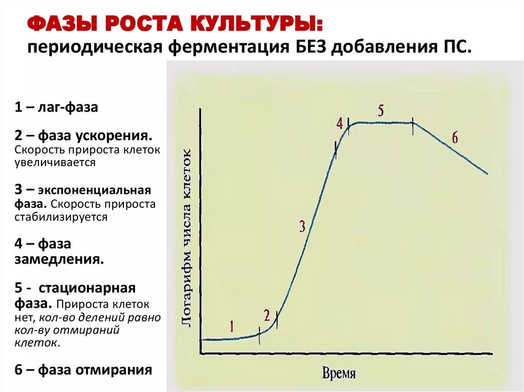 Стационарная кривая. Фазы цикла развития культуры бактерий. Фазы роста периодической культуры. Фазы роста периодической культуры бактерий. Фазы размножения бактериальной культуры на питательной среде.