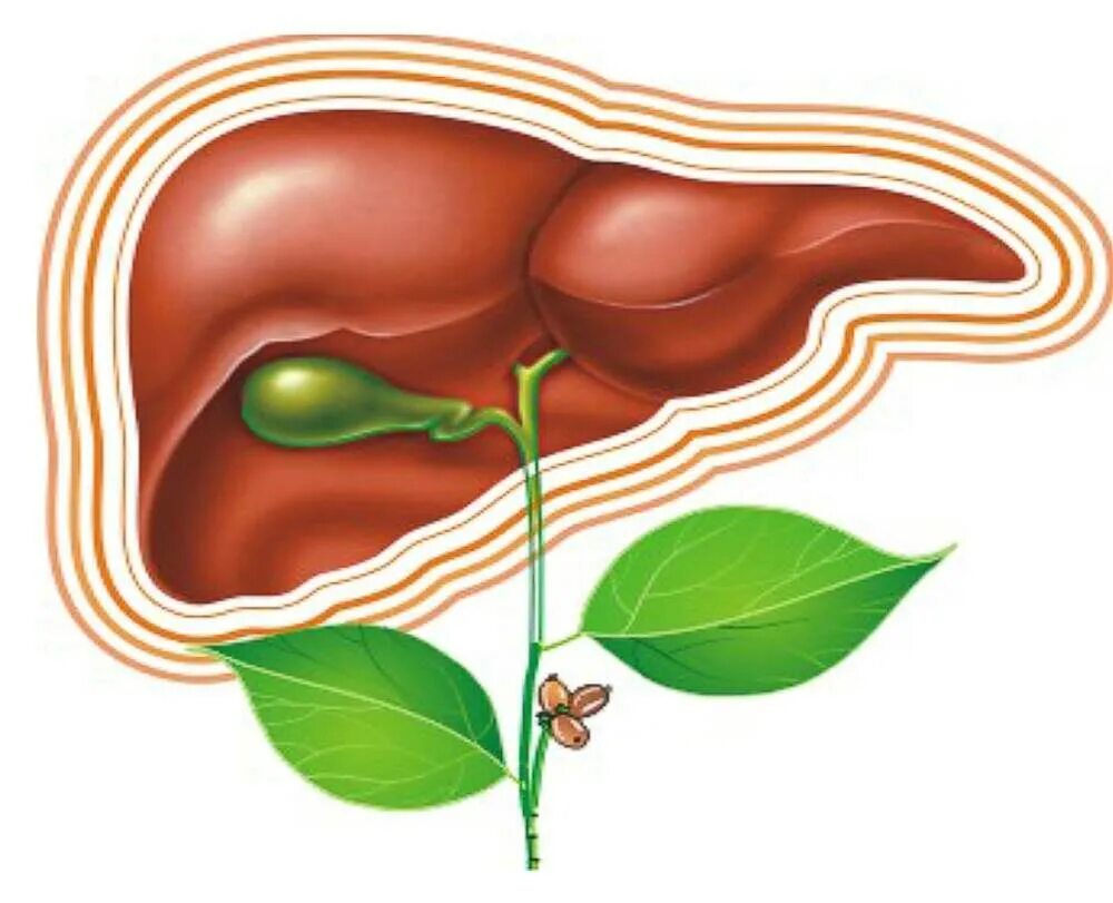 Очистка печени и желчевыводящих. Печень рисунок. Здоровая печень и желчный пузырь.