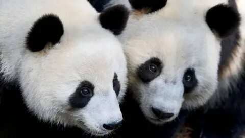 Pandas having