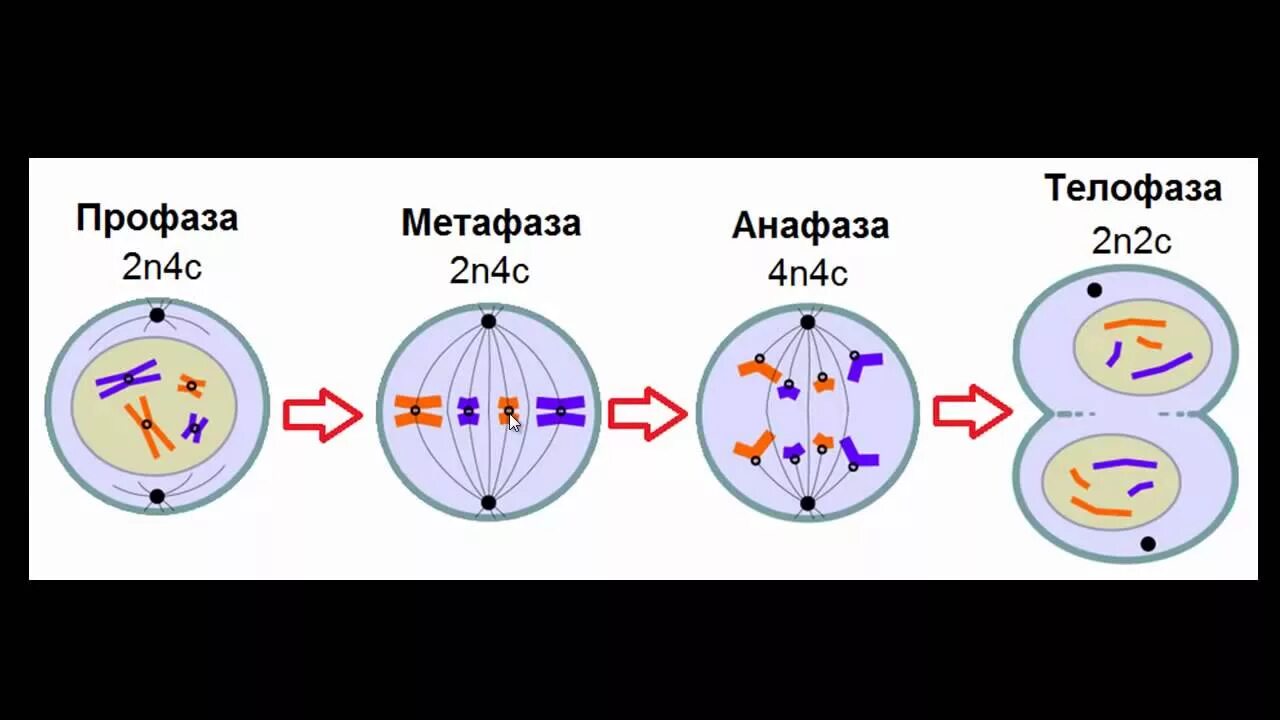 Деление клетки 9 класс фазы митоза. Деление клетки митоз профаза. Фазы митоза 10 класс. 4 Фазы митоза. Биология 9 класс митоз