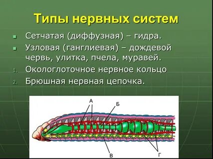Нервная система дождевого червя состоит из