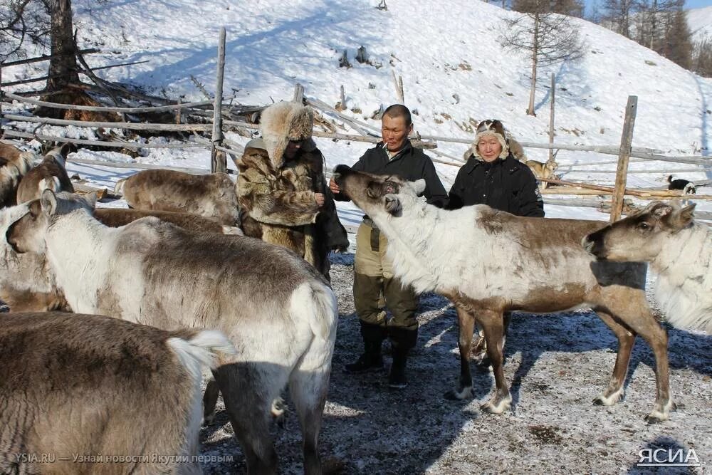 Республика Саха Якутия хозяйство. Республика Саха Якутия сельское хозяйство. Скотоводство в Якутии. Оленеводческое хозяйство. Sakha news