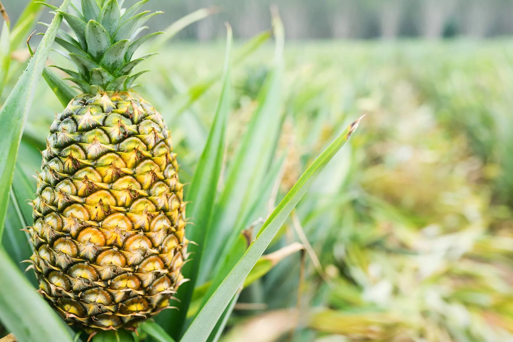 Ананас. Плод ананаса. Ананас хохлатый. Ананас (ananas).