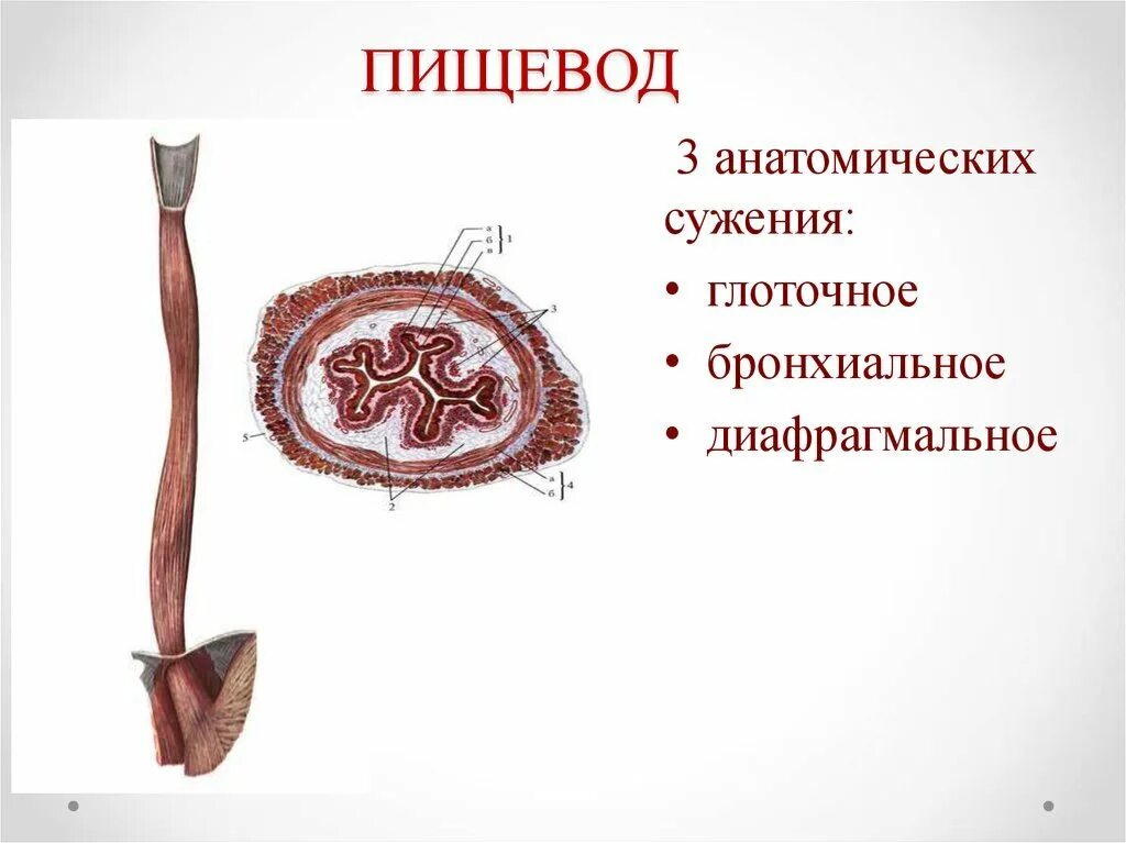 Строение пищевода рисунок. Анатомические сужения пищевода анатомия. Сужения пищевода анатомия. Строение пищевода сужения. Анатомические сужения пищевода латынь.