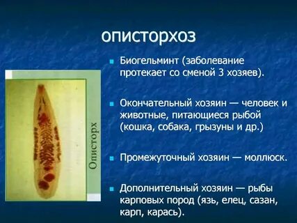 Описторхоз это