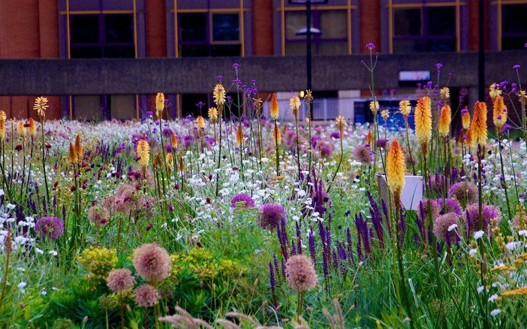 Пит удольф кровохлебка. (в. Сад степь двор все было в холодной. Сад в степном стиле. Сад степь двор все было в холодной.