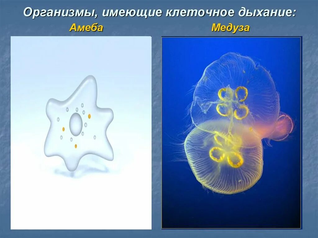 Дыхание амебы происходит с помощью. Амеба в медузах. дыхание амебы. амеба дышит. дыхание ночесветки.