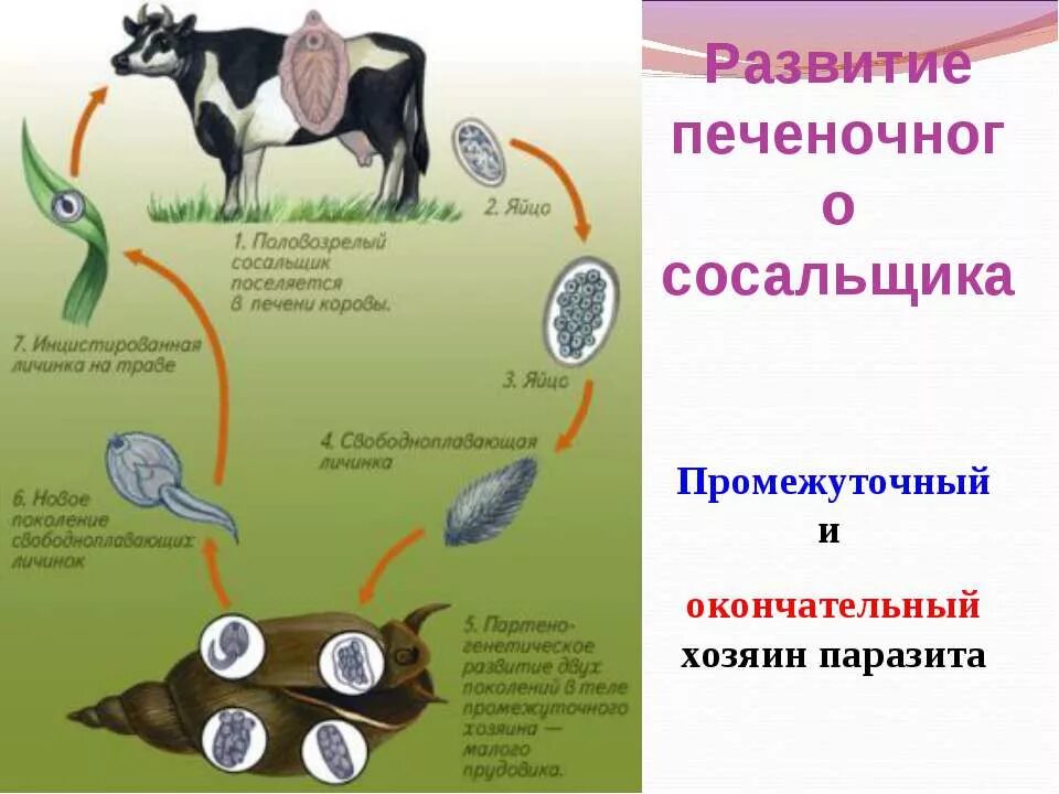 Резервуарный хозяин. Цикл печёночного сосальщика биология 7. Основной хозяин паразита. Классификация хозяев. Эхинококк основной и промежуточный хозяин.