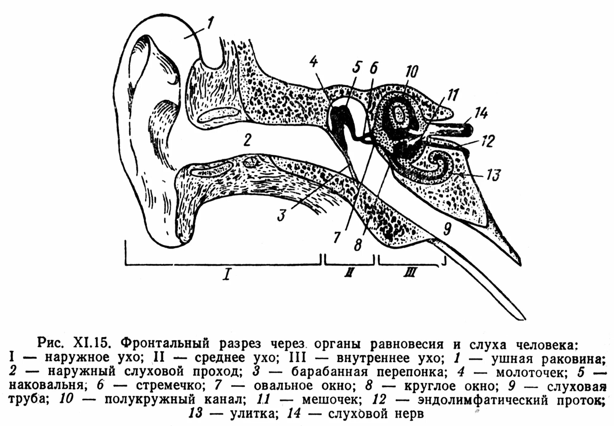 Схема строения органа слуха и равновесия. Схема строения органа слуха. Орган слуха схема. Орган слуха и равновесия анатомия схема.