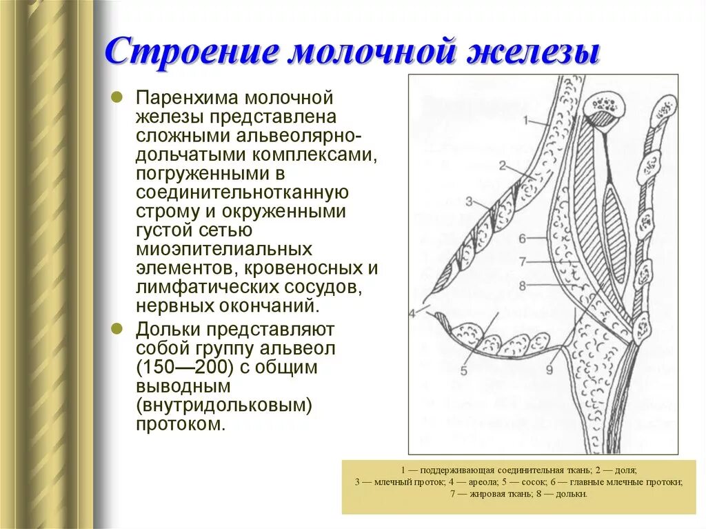 Млечные железы функции. Молочная железа функции анатомия. Молочная железа строение функции таблица. Анатомия ,строение ,функции молочной железы. Структура молочных желез железистая ткань.