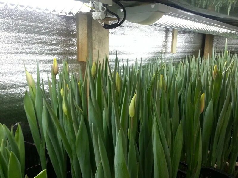 Ящики для выращивания тюльпанов. Выгонка тюльпанов на гидропонике. Выгонка тюльпанов к 8.