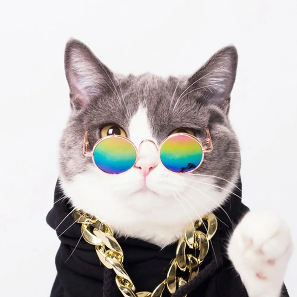 крутые каты. крутые каты. крутой кот. кот в кепке. крутой кот в очках.