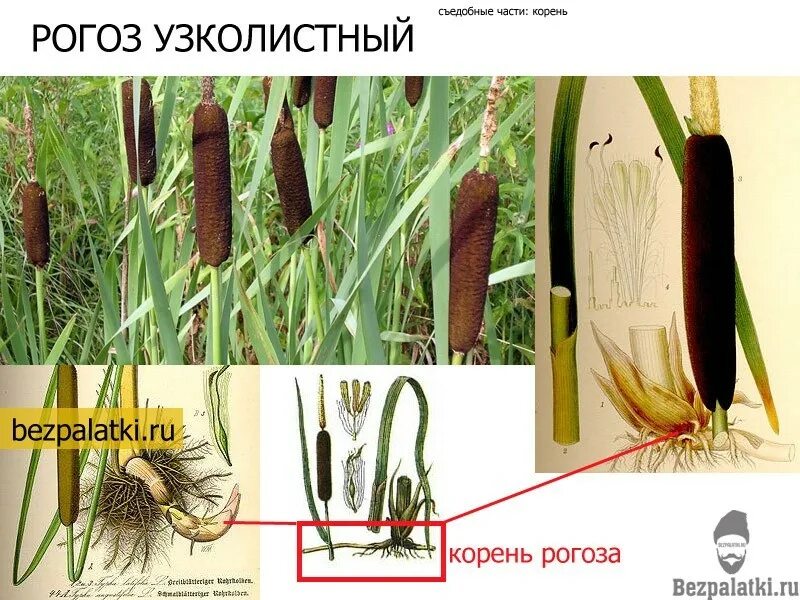 Корневище рогоза. Корень рогоза. Корневища рогоза съедобные. Корень рогоза. Корень рогоза.