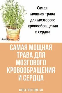 Травы для улучшения мозгового