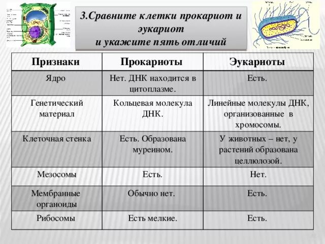 Сравнить эукариот и прокариот. Признаки эукориотов и эукориотов. Сравнительная характеристика прокариот и эукариот. Генетический материал прокариот и эукариот. Генетический материал клеток прокариот и эукариот таблица.