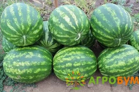Характеристика сорт каристан