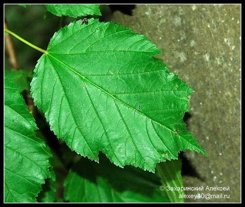 Клен татарский - Acer Tataricum L. Ботанический сад Уфы
