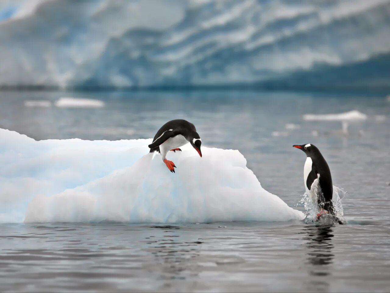 Пингвин касатка лодка. Императорский Пингвин в Антарктиде. Пингвины в Антарктиде. Касатка в Антарктиде. Антарктида пингвины Адели.