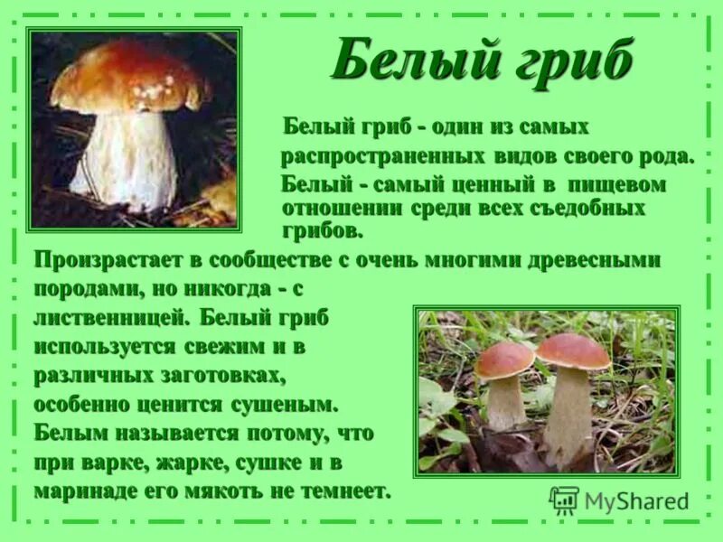 информация о белом грибе. значение белого гриба. гриб боровик описание 3 класс. 6 ядовитых и неядовитых грибов. значение белого гриба.