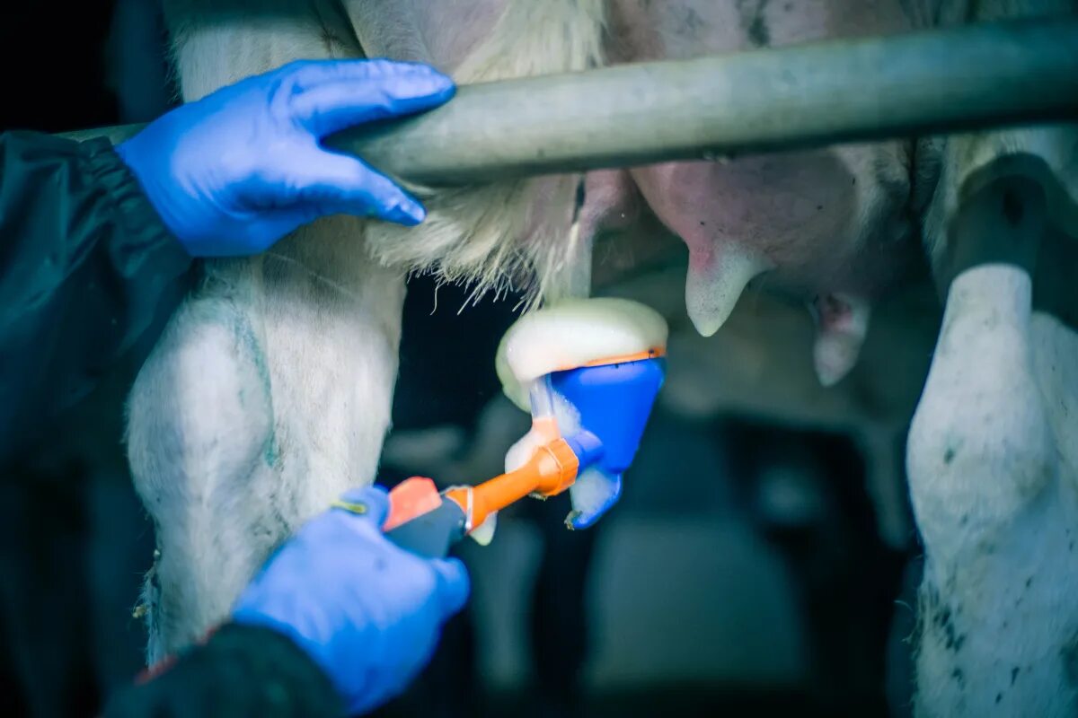 Рефлекс молокоотдачи у коровы схема. Ооо молочная ферма удмуртская республика. Исследование молока. Забор молока. Прибор для взятия молока.