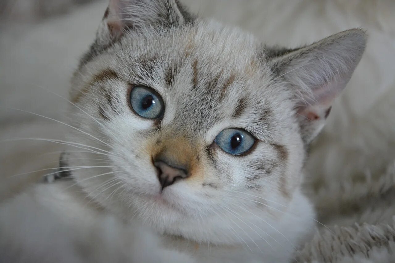 Породы котов с голубыми глазами. Охос азулес кошка. Порода Охос азулес. Порода кошек Охи. Озулес. Алтайская голубоглазка Охос азулес.