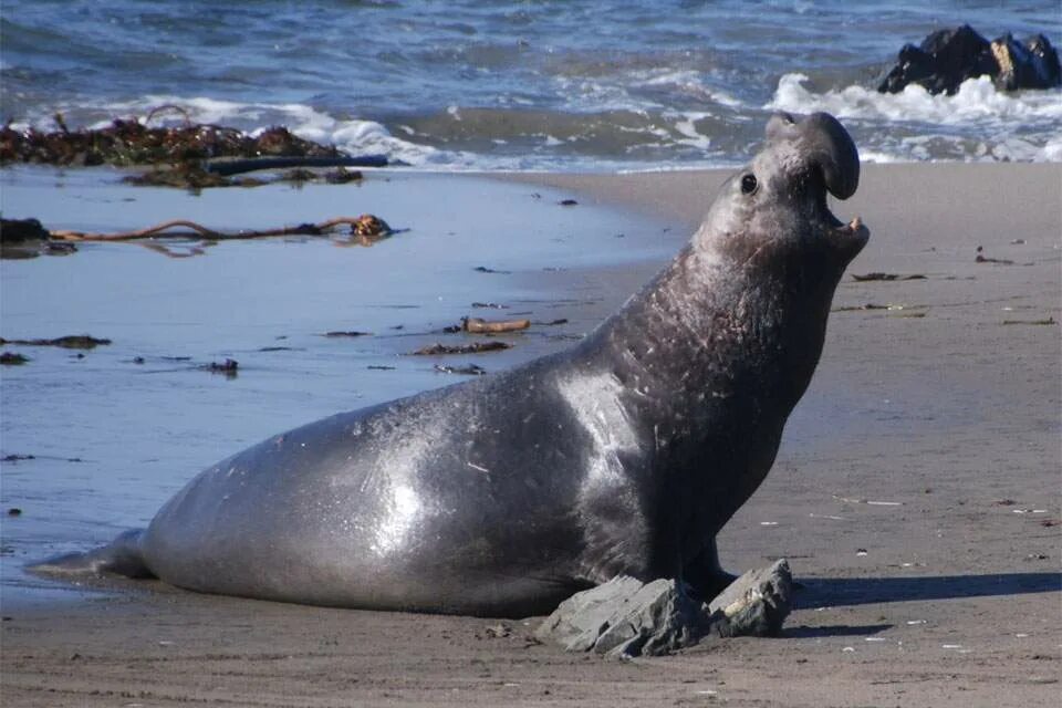 Морские слоны описание. Морские слоны описание. Южный морской слон. Тюлень морской слон. Морские слоны в антарктиде.