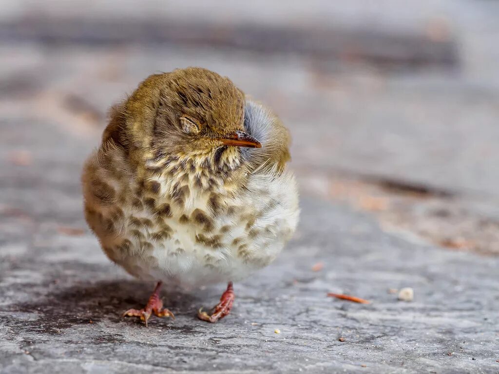 Вражеская птичка! КОЛДА. Cold bird