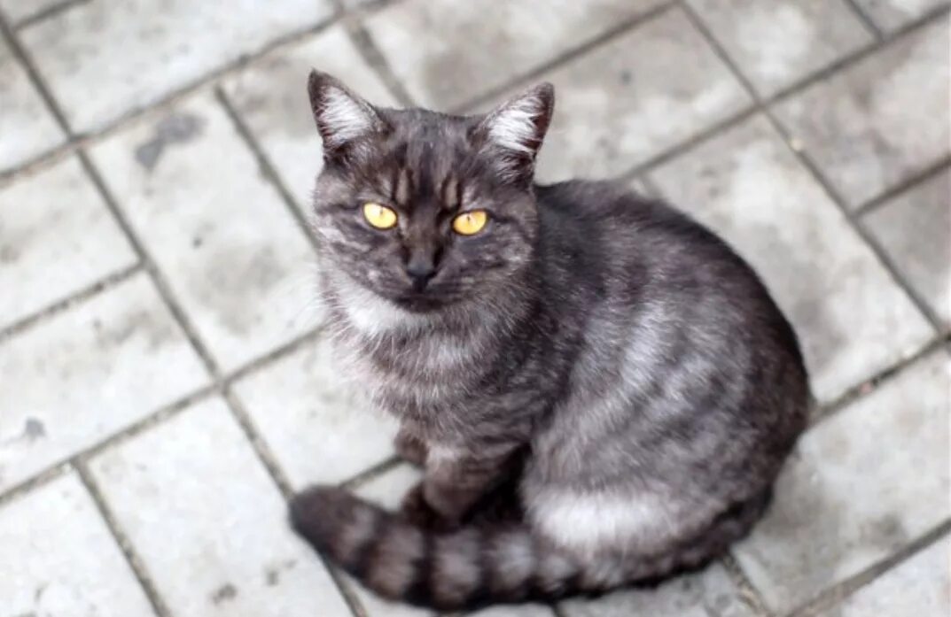Породы кошек черно серого окраса. Кот британец дымчатый полосатый. Азиатская дымчатая табби кошки. Британец табби, чёрный дым. Дымчатые полосатые коты.