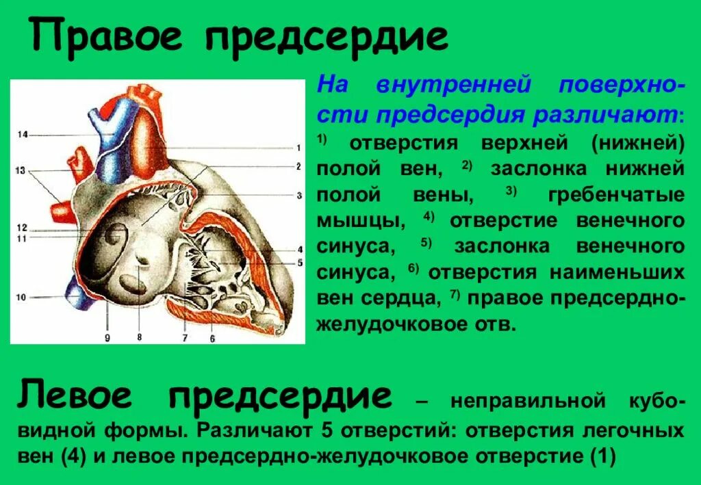 Особенности предсердия. Правое предсердие сердца отверстия. Строение предсердий. Строение правого предсердия сердца. Правое и левое предсердие строение.